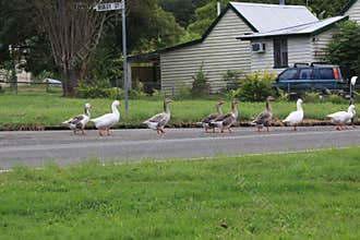 Australian Ducks Crossing a Road