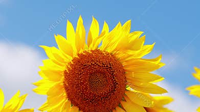 Yellow sunflower field. Crop of crops ripening in field. Sunflower sways in wind. Against background of clouds.