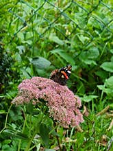 Butterfly on a flower in the garden & x28; part 5& x29;