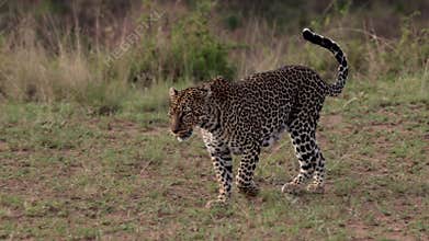 A Leopard in Kenya, Africa