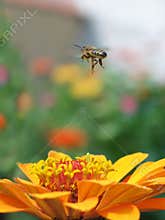 Fly bee