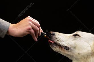 Dog licking a dropper filled with CBD oil