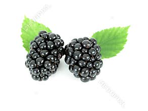 Blackberries