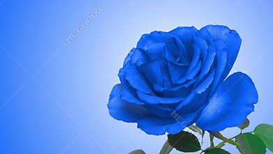 Amazing bright blue rose flower opening on blue background. Time lapse of Blooming rose or roses flowers opening