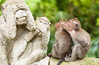 Monkeys and statues