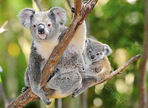 Australian koala bear with cute baby australia