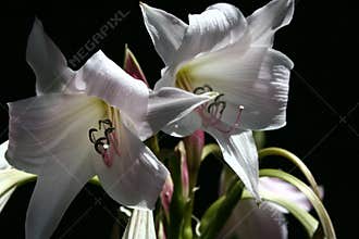 Tongues with white petals looking at the sun