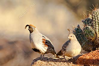 Pair of Gambel's Quail