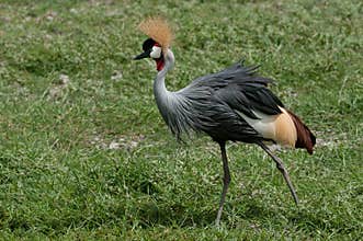Crowned Crane Kenya Africa