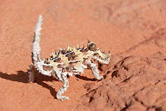 Thorny Devil Lizard looking at camera