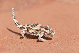 Thorny Devil Lizard looking at tiny blurred ant