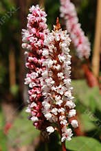 `Himalayan Bistort` flower - Polygonum Affine