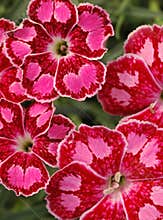 Macro of Dianthus \'Spotty\'