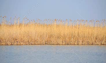 Danube delta reed