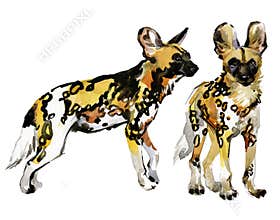 African Wild Dog hand drawn watercolor illustration set