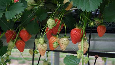 Strawberries plant. Red strawberries on the branches. Eco farm. Selective focus. Strawberry in greenhouse with high