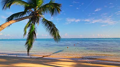 Palm tree and beautiful tropical beach seamless never ending footage. Loop video.