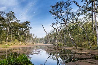 Nepal jungle (Chitwan).