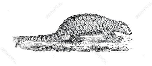 Vintage the Taiwanese pangolin Manis pentadactyla pentadactyla, also known as the Formosan pangolin. wild animal. hand drawn ill