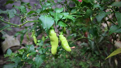 Cayenne pepper.