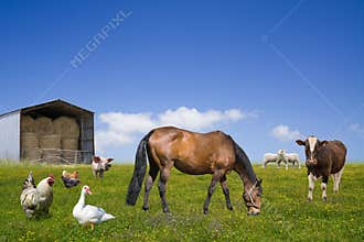 Farm animals grazing on the green field