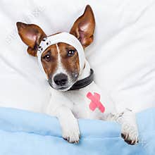 Sick dog