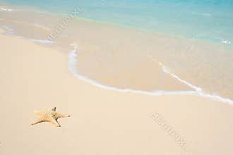 Starfish on The Beach