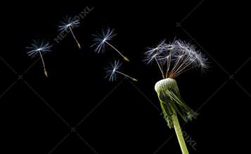 Blowing dandelion seeds
