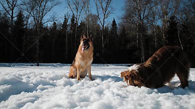Two funny dogs play in winter.