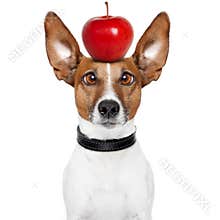 Crazy dog with big lazy eyes