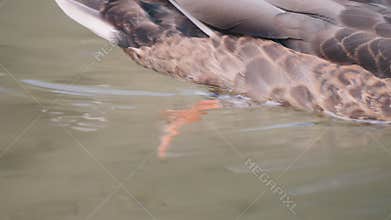 Duck feet swimming in the pond