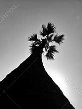 Toddy palm tree in black and white