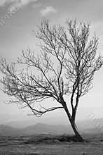 Lonely bare tree dominates the valley view