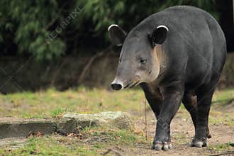 Baird's tapir
