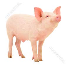 Pig on white