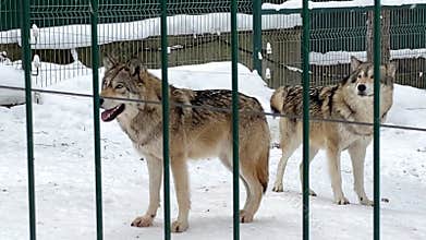 gray wolves run after a cage in the zoo in winter Russia Penza