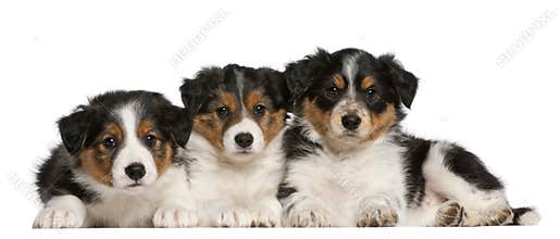 Border Collie puppies, 6 weeks old