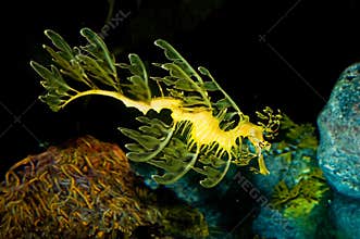 Leafy Sea Dragon