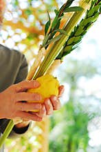 Shaking the Lulav