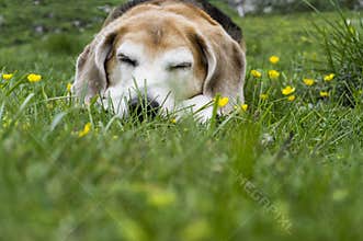 Dog sleeps on green grass
