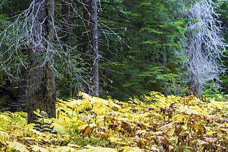 Retallack Cedars Trail Old Growth Forest