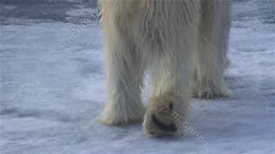 Polar bear feet close up, making footprints in sea ice