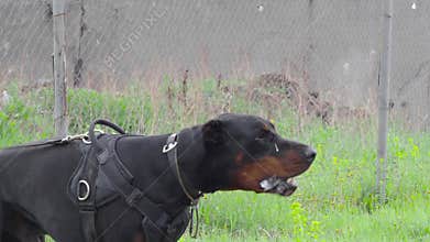 Middle view. The dog barks, guarding the territory.