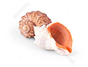Two sea shells isolated on white