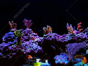 Colorful acropora SPS coral in reef aquarium tank