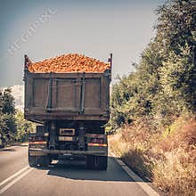 Oranges carried on a truck