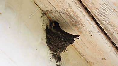 Swallows build a nest with soil.