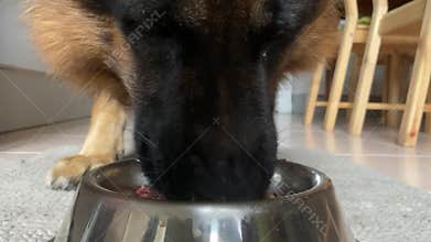 German shepherd is eating dog treats