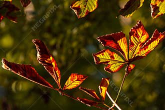 A lot of autumn fall coloured tree leaves in amazing morning sunrise warm light, seasons specific