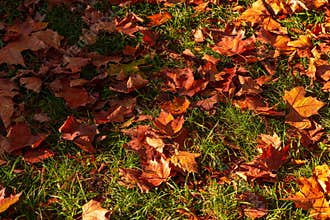 A lot of autumn fall coloured tree leaves in amazing morning sunrise warm light, seasons specific
